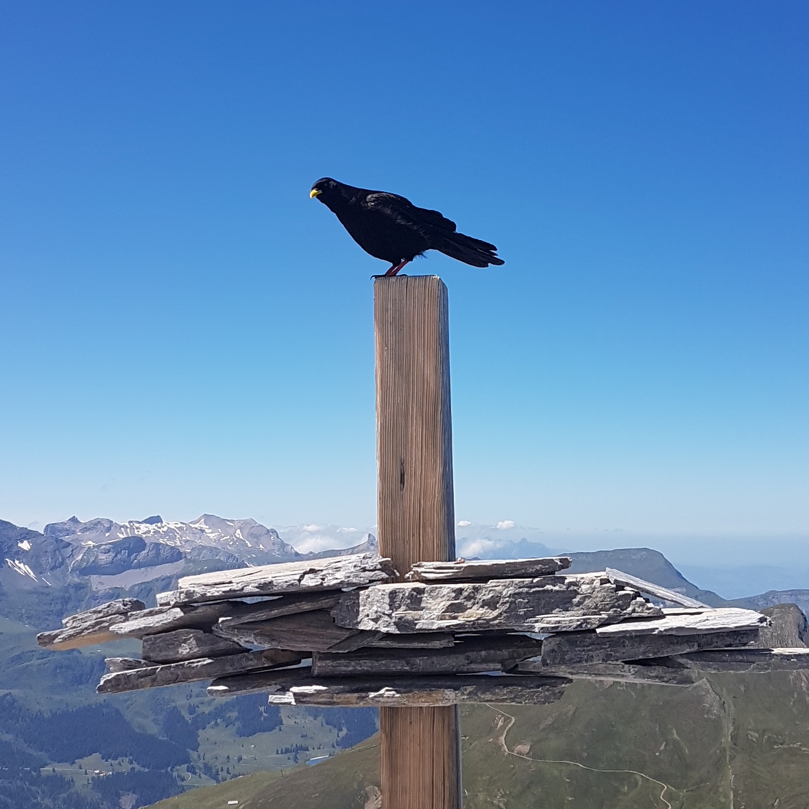 Bird_Lowres